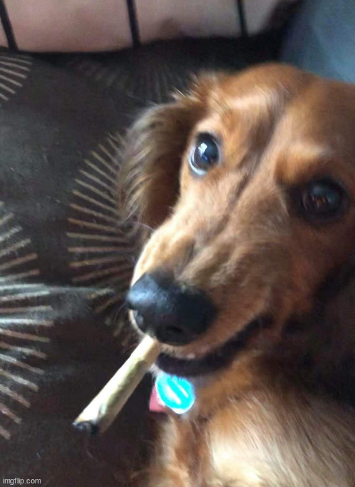 Weed Dog | image tagged in weed dog | made w/ Imgflip meme maker