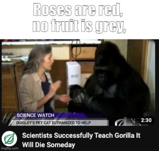Poor gorilla :-( |  Roses are red, 
no fruit is grey, | image tagged in gorrilla,monkey,memes,monkey puppet,monke,bill nye the science guy | made w/ Imgflip meme maker