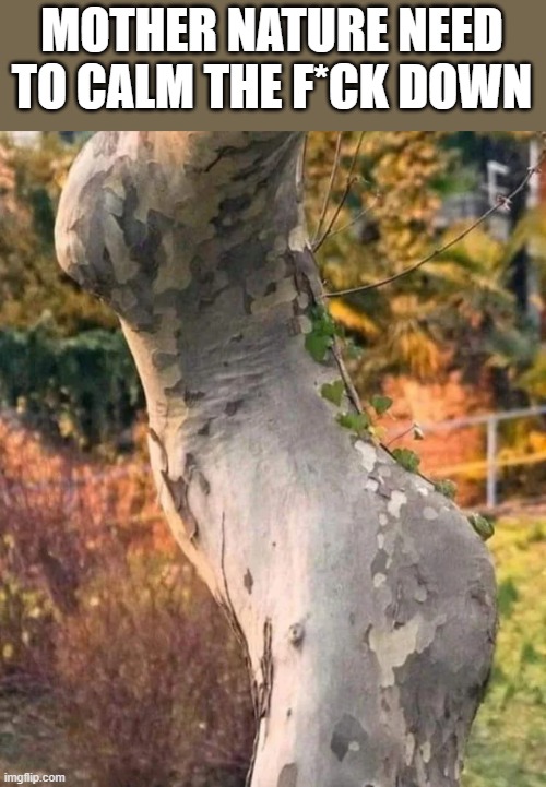 Damn the Dutch Elm is stacked! | MOTHER NATURE NEED TO CALM THE F*CK DOWN | image tagged in sexy tree,naughty tree,tree,nudes,woman | made w/ Imgflip meme maker