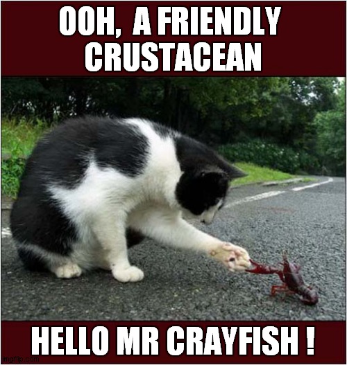 Cat Meets A Curious Creature ! | OOH,  A FRIENDLY 
CRUSTACEAN; HELLO MR CRAYFISH ! | image tagged in cats,meeting,crayfish | made w/ Imgflip meme maker