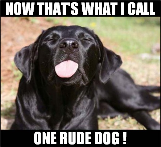 Dog Blowing Raspberry ! | NOW THAT'S WHAT I CALL; ONE RUDE DOG ! | image tagged in dogs,now thats what i call,rude,raspberry | made w/ Imgflip meme maker
