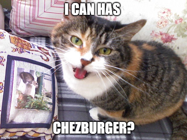 i can has chezburger? | I CAN HAS; CHEZBURGER? | image tagged in chezburger | made w/ Imgflip meme maker