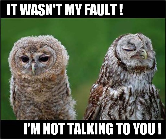 A Owl Argument ! | IT WASN'T MY FAULT ! I'M NOT TALKING TO YOU ! | image tagged in fun,owls,argue | made w/ Imgflip meme maker