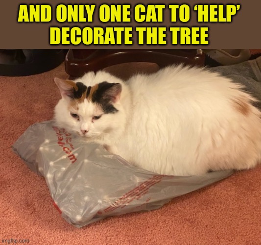 AND ONLY ONE CAT TO ‘HELP’
 DECORATE THE TREE | made w/ Imgflip meme maker