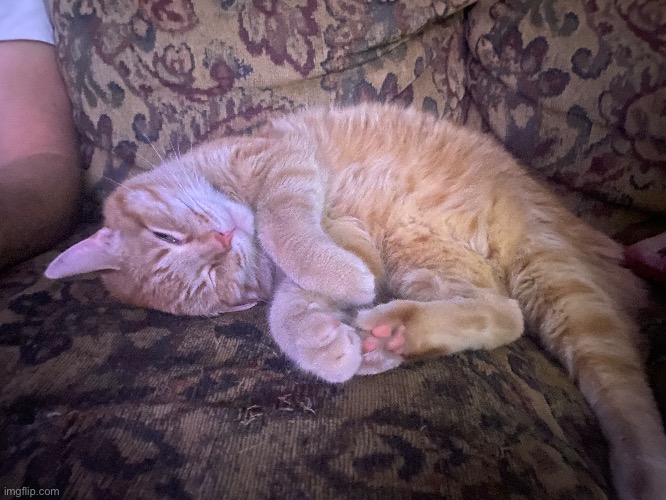 Raja | made w/ Imgflip meme maker