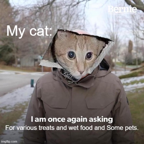 Bernie I Am Once Again Asking For Your Support Meme | My cat:; For various treats and wet food and Some pets. | image tagged in memes,bernie i am once again asking for your support | made w/ Imgflip meme maker