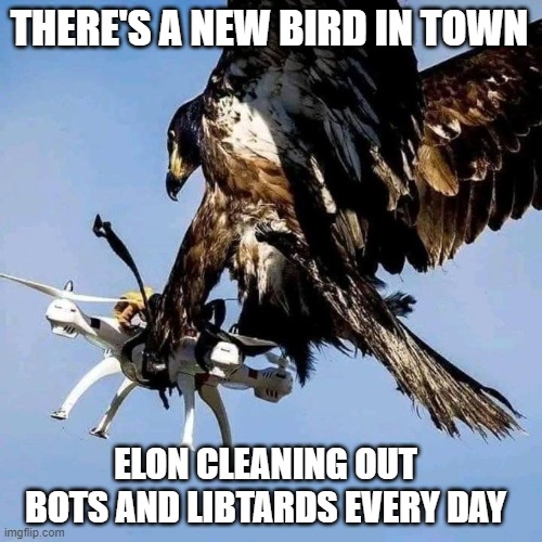 The New Twitter | THERE'S A NEW BIRD IN TOWN; ELON CLEANING OUT BOTS AND LIBTARDS EVERY DAY | image tagged in the new twitter | made w/ Imgflip meme maker
