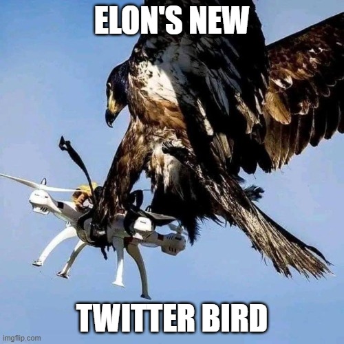 Elon's New Twitter Bird | ELON'S NEW; TWITTER BIRD | image tagged in elon's new twitter bird | made w/ Imgflip meme maker