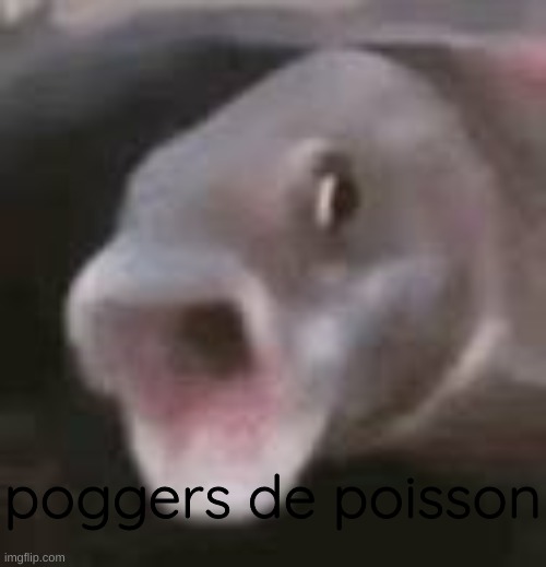 poggers de poisson | image tagged in fish,fishing,pog,poggers,chocolate,french | made w/ Imgflip meme maker