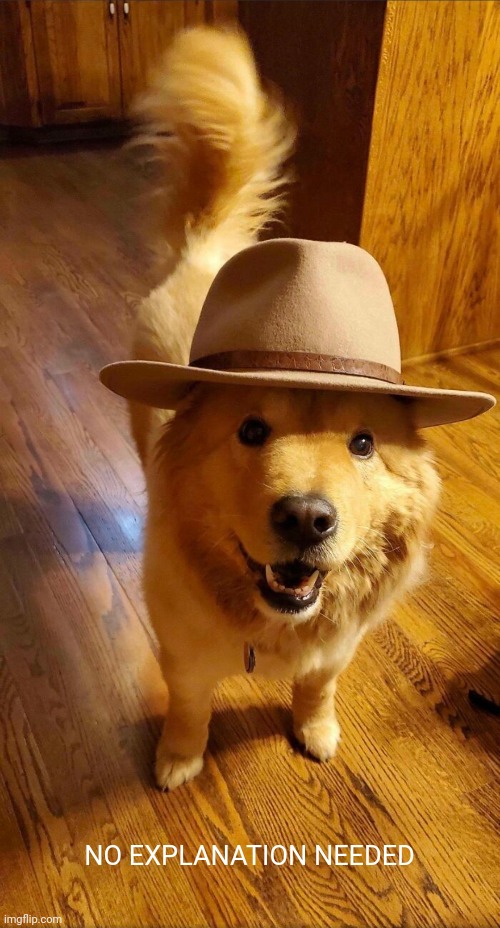 Doggo with Hat |  NO EXPLANATION NEEDED | image tagged in dog,wholesome,cute dog,random,dog memes | made w/ Imgflip meme maker