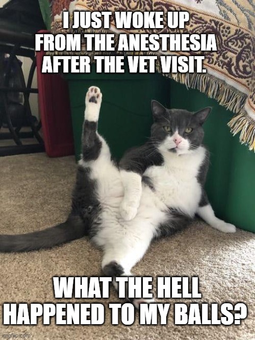 I JUST WOKE UP FROM THE ANESTHESIA AFTER THE VET VISIT. WHAT THE HELL HAPPENED TO MY BALLS? | made w/ Imgflip meme maker