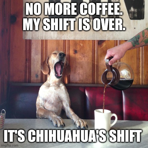 Coffee Dog Yawn Tired | NO MORE COFFEE. MY SHIFT IS OVER. IT'S CHIHUAHUA'S SHIFT | image tagged in coffee dog yawn tired | made w/ Imgflip meme maker