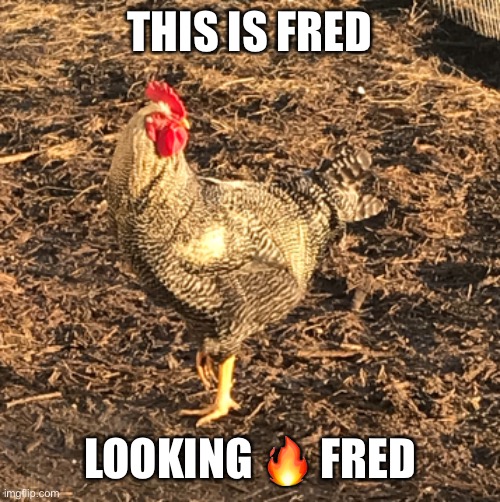 Fred | THIS IS FRED; LOOKING 🔥 FRED | image tagged in chicken,rooster,friend | made w/ Imgflip meme maker