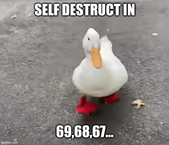 π™ | SELF DESTRUCT IN; 69,68,67... | image tagged in duck | made w/ Imgflip meme maker