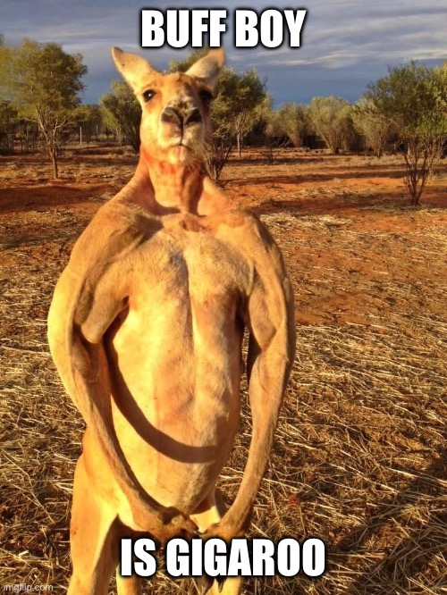 Gigaroo |  BUFF BOY; IS GIGAROO | image tagged in buff kangaroo,gigachad,buff,kangaroo | made w/ Imgflip meme maker
