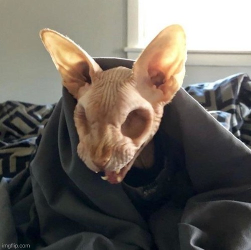 eyeless sphinx | image tagged in eyeless sphinx | made w/ Imgflip meme maker