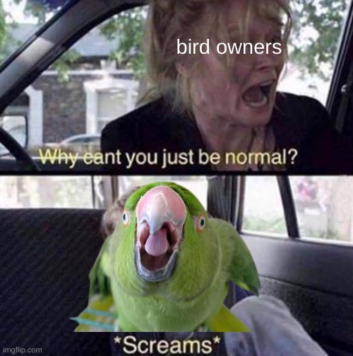 yes |  bird owners | image tagged in why can't you just be normal | made w/ Imgflip meme maker
