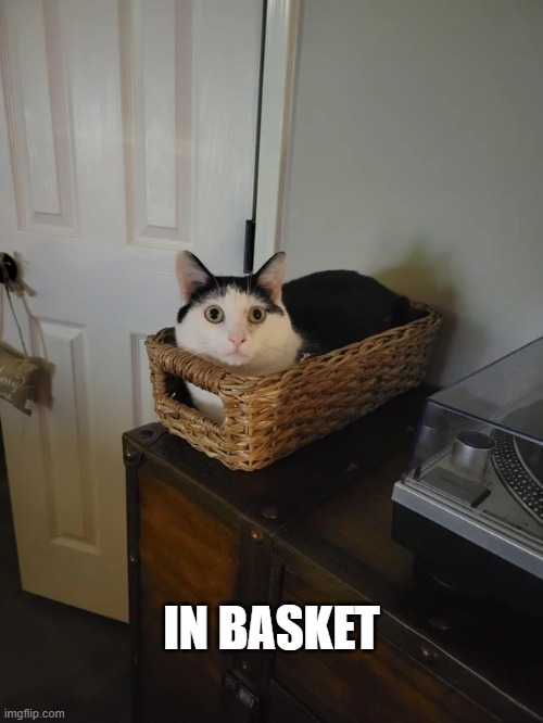 In Basket | IN BASKET | image tagged in cat,basketball | made w/ Imgflip meme maker