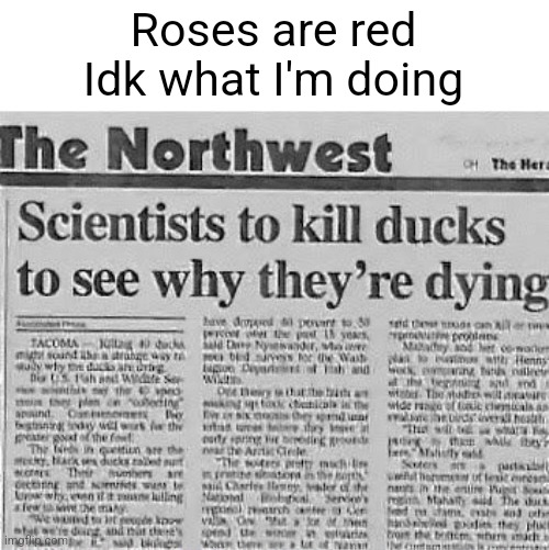 bro wth | Roses are red
Idk what I'm doing | image tagged in memes,funny,news,news headlines,roses are red,violets are blue | made w/ Imgflip meme maker