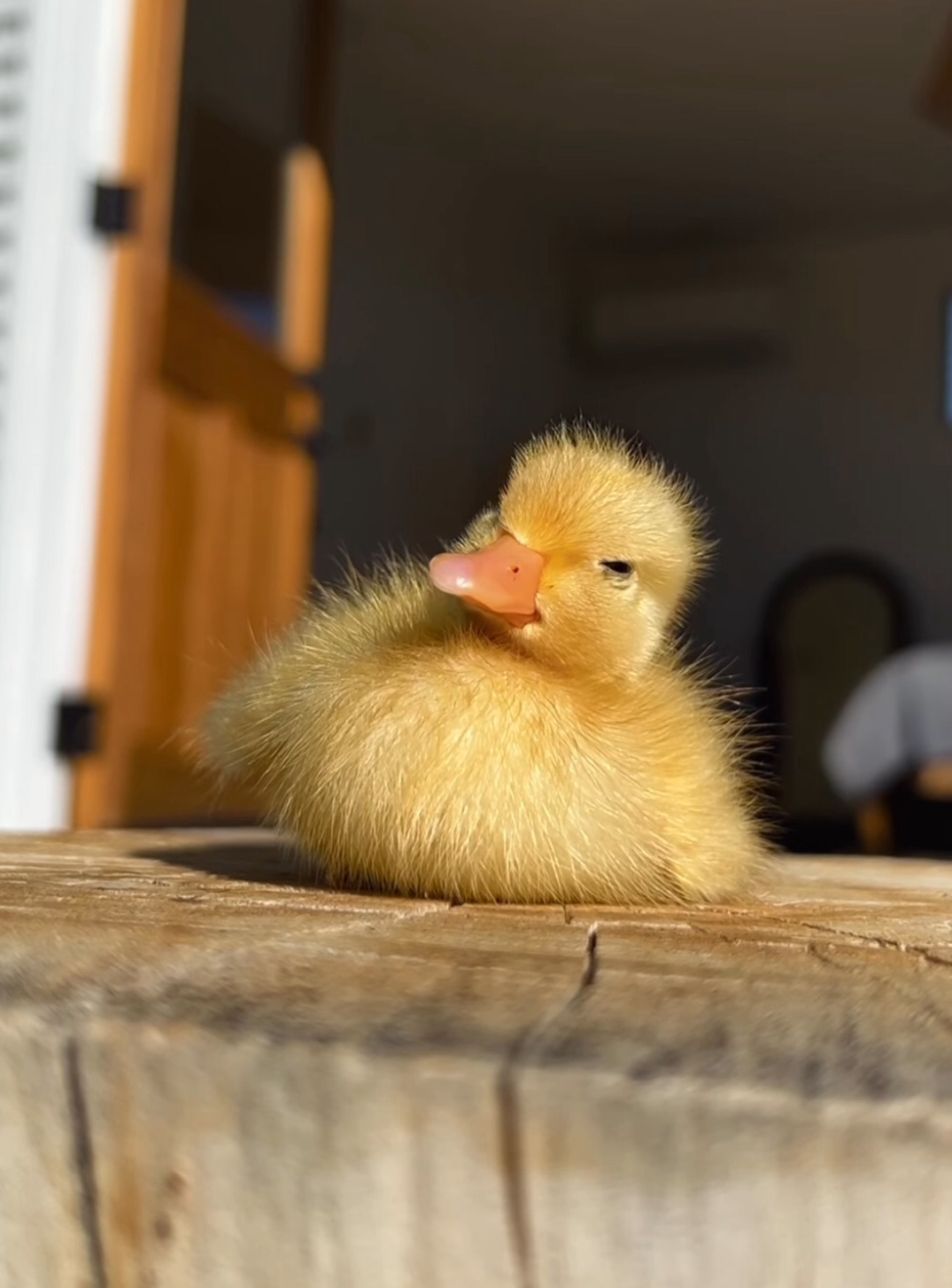 High Quality Confused duckling Blank Meme Template