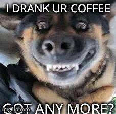 I DRANK UR COFFEE GOT ANY MORE? | image tagged in funny,dogs | made w/ Imgflip meme maker