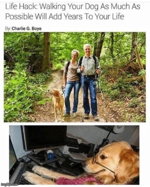 Dog study | image tagged in dog,walking,life,real life | made w/ Imgflip meme maker