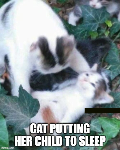 how cute | CAT PUTTING HER CHILD TO SLEEP | image tagged in cats | made w/ Imgflip meme maker