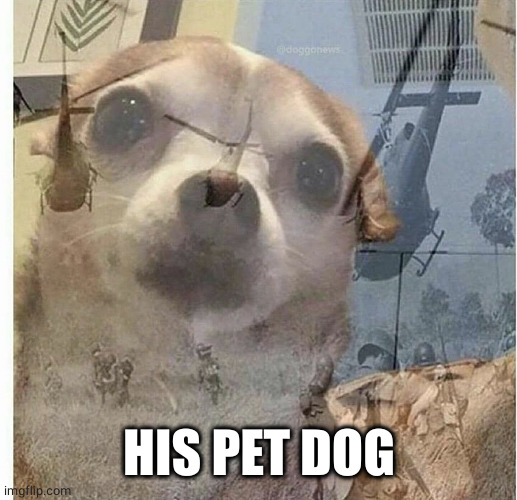 PTSD Chihuahua | HIS PET DOG | image tagged in ptsd chihuahua | made w/ Imgflip meme maker