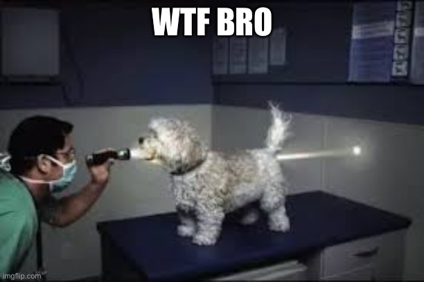 WTF | WTF BRO | image tagged in wtf | made w/ Imgflip meme maker