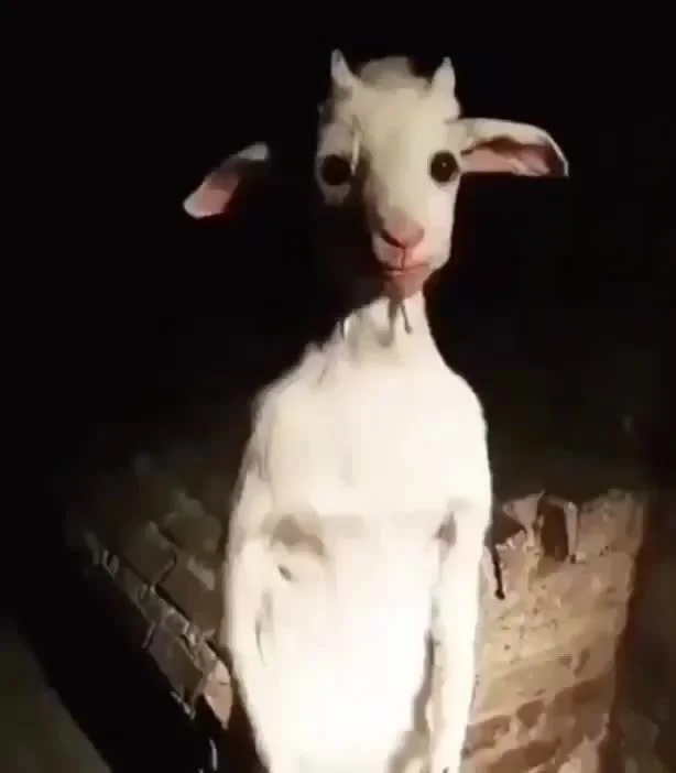 High Quality goat Blank Meme Template