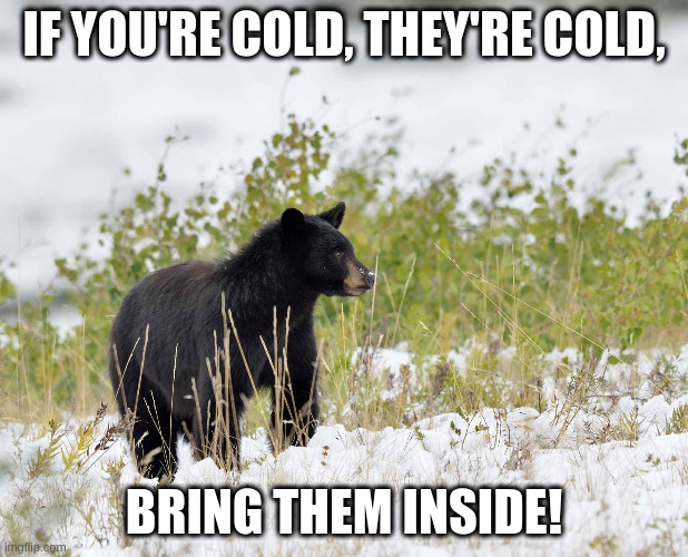 cold bear | IF YOU'RE COLD, THEY'RE COLD, BRING THEM INSIDE! | image tagged in bear | made w/ Imgflip meme maker