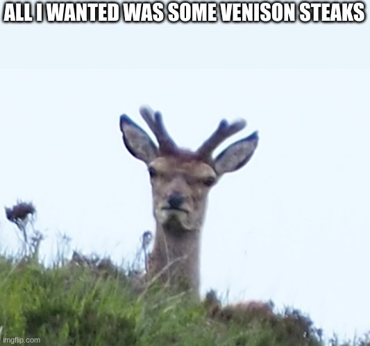 furious deer | ALL I WANTED WAS SOME VENISON STEAKS | image tagged in furious deer | made w/ Imgflip meme maker