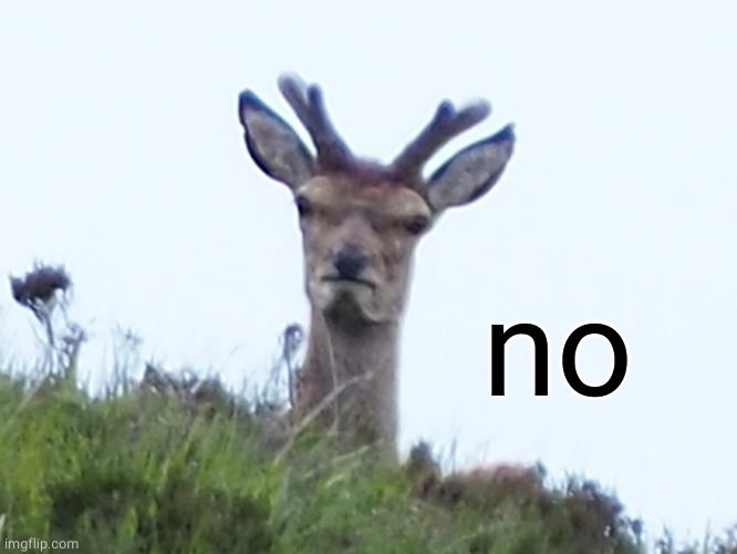 furious deer | no | image tagged in furious deer | made w/ Imgflip meme maker