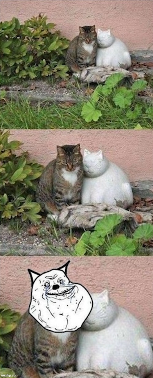 forever alone cat | image tagged in cats,forever alone | made w/ Imgflip meme maker