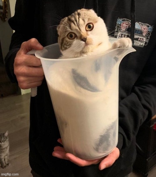 cats are liquid | image tagged in cats,memes,cats are liquid | made w/ Imgflip meme maker