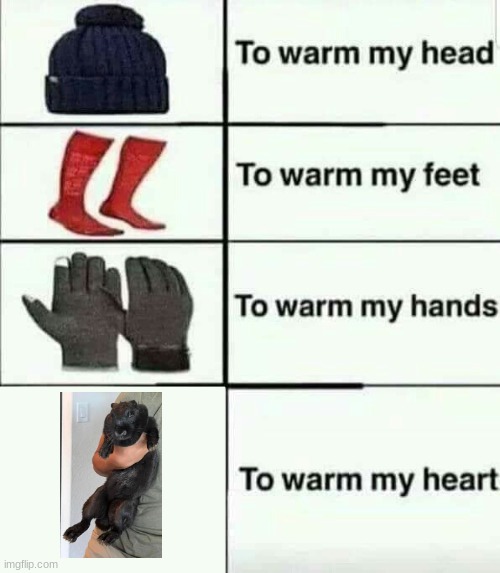 wabbit | image tagged in to warm my heart | made w/ Imgflip meme maker