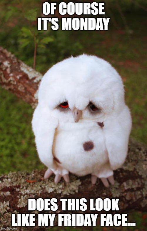 sad owl | OF COURSE IT'S MONDAY; DOES THIS LOOK LIKE MY FRIDAY FACE... | image tagged in sad owl | made w/ Imgflip meme maker