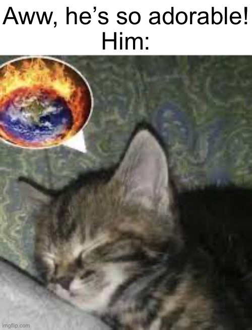 Sweet Dreams :3 | Aww, he’s so adorable!
Him: | image tagged in cats,lol,why are you reading this | made w/ Imgflip meme maker