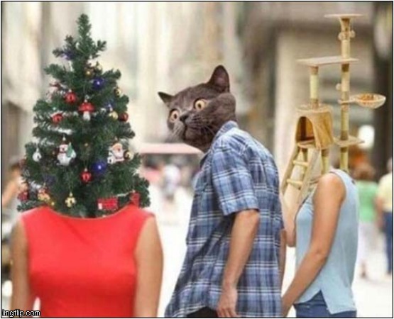 Cat Distracted By Christmas Tree ! | image tagged in cats,christmas tree,distracted boyfriend | made w/ Imgflip meme maker