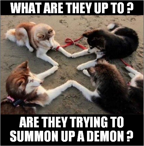 Be Afraid, Very Afraid ! | WHAT ARE THEY UP TO ? ARE THEY TRYING TO
SUMMON UP A DEMON ? | image tagged in dogs,husky,demonic | made w/ Imgflip meme maker