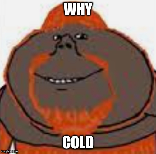 orangutanjak | WHY; COLD | image tagged in orangutanjak | made w/ Imgflip meme maker