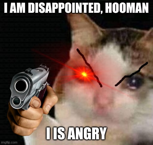 sad thumbs up cat | I AM DISAPPOINTED, HOOMAN I IS ANGRY | image tagged in sad thumbs up cat | made w/ Imgflip meme maker