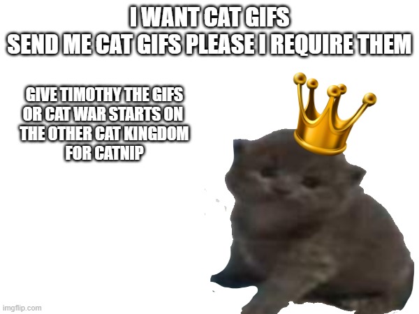 TIMOTHY REQUIRES THE GIFS | I WANT CAT GIFS
SEND ME CAT GIFS PLEASE I REQUIRE THEM; GIVE TIMOTHY THE GIFS
OR CAT WAR STARTS ON 
THE OTHER CAT KINGDOM
FOR CATNIP | image tagged in cats | made w/ Imgflip meme maker