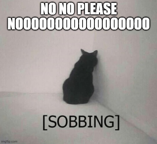 Sobbing cat | NO NO PLEASE NOOOOOOOOOOOOOOOOO | image tagged in sobbing cat | made w/ Imgflip meme maker
