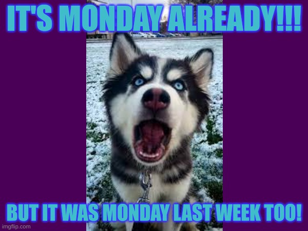 Monday | IT'S MONDAY ALREADY!!! BUT IT WAS MONDAY LAST WEEK TOO! | image tagged in memes,dogs | made w/ Imgflip meme maker