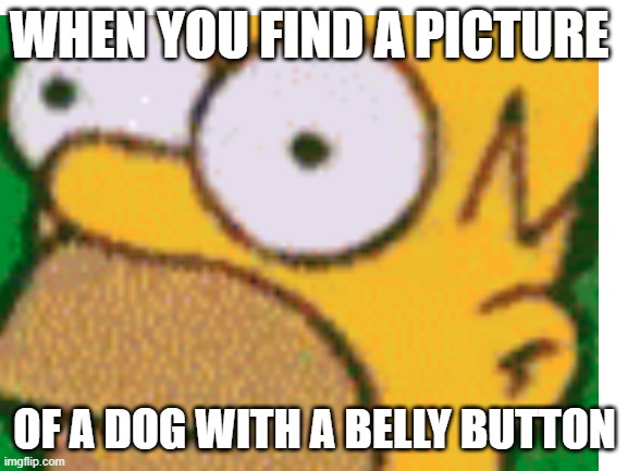 What belly button!?! | WHEN YOU FIND A PICTURE; OF A DOG WITH A BELLY BUTTON | image tagged in homer simpson,dog,belly button | made w/ Imgflip meme maker