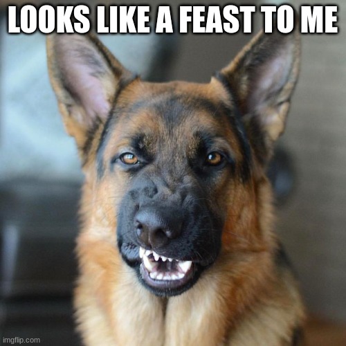 Mean DOG  | LOOKS LIKE A FEAST TO ME | image tagged in mean dog | made w/ Imgflip meme maker