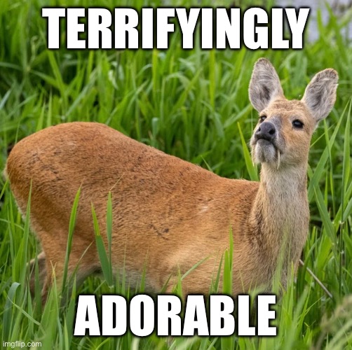 TERRIFYINGLY; ADORABLE | image tagged in memes | made w/ Imgflip meme maker