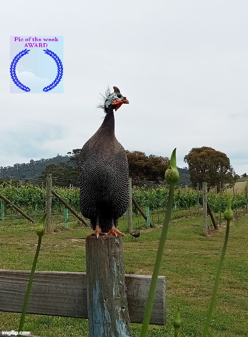 Todays pic of the week award goes to: thejollypug | image tagged in thejollypug,award | made w/ Imgflip meme maker