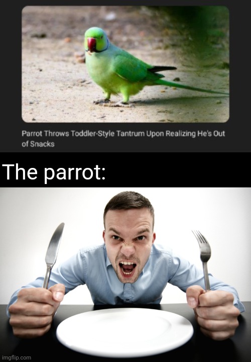 Parrot | The parrot: | image tagged in hungry,parrot,memes,news,tantrum,snacks | made w/ Imgflip meme maker